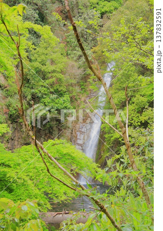 神戸　布引の滝と布引ハーブ園 137832591