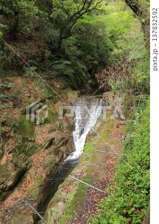 神戸　布引の滝と布引ハーブ園 137832592