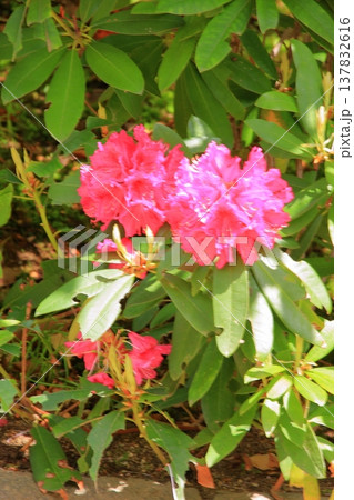 神戸　布引の滝と布引ハーブ園 137832616