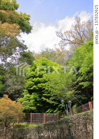 神戸　布引の滝と布引ハーブ園 137832625