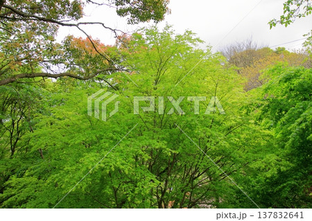 神戸　布引の滝と布引ハーブ園 137832641