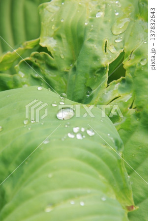 神戸　布引の滝と布引ハーブ園 137832643