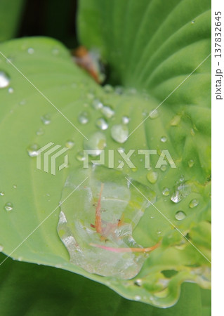 神戸　布引の滝と布引ハーブ園 137832645