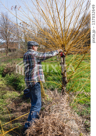 Willow pruning in garden 137832649