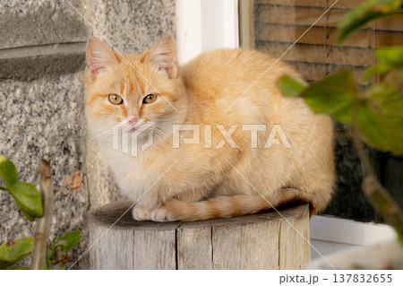 Orange cat on trunk Orange cat on trunk 137832655