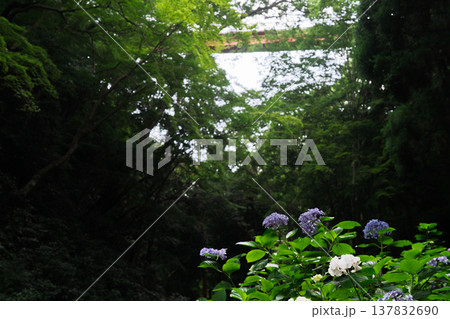 京都府八幡市の杉山谷不動尊・神應寺の参道を彩る紫陽花の紫陽花を撮影 京都府八幡市の杉山谷不動尊・神應寺の参道を彩る紫陽花の紫陽花を撮影 137832690
