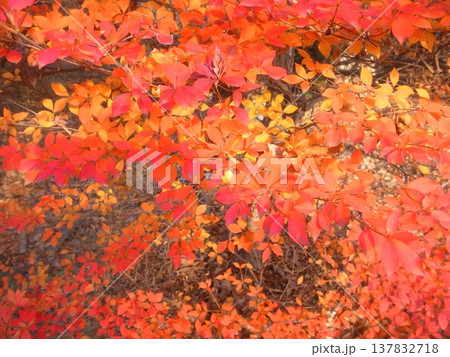 ドウダンツツジ 137832718