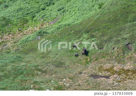 白雲岳に現れたヒグマの親子（北海道・大雪山） 137833009