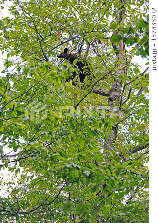 木に登って果実を探すヒグマの幼獣（北海道・知床） 137833012