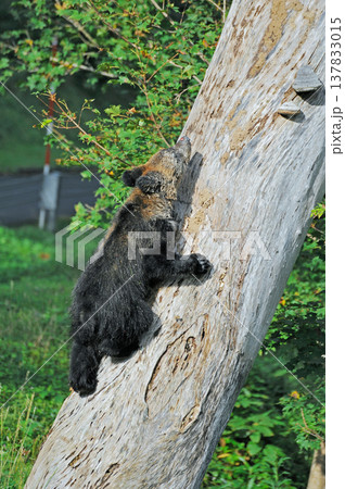 木に登るヒグマの幼獣(北海道・知床) 木に登るヒグマの幼獣(北海道・知床) 137833015