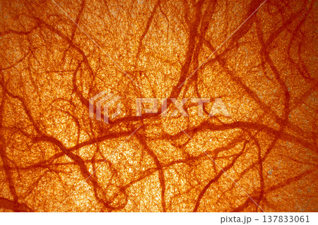橙色の繊維模様が見える雲龍和紙 137833061