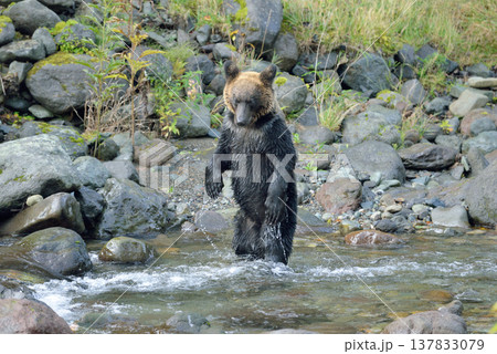 立ち上がったヒグマ（北海道・知床） 137833079