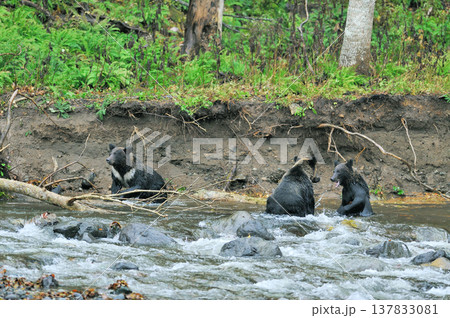 川で争うヒグマの兄弟（北海道・知床） 137833081