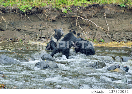 川で争うヒグマの兄弟（北海道・知床） 137833082