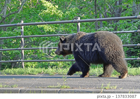 歩道を歩くヒグマ（北海道・知床） 137833087