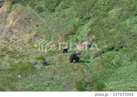 白雲岳に現れたヒグマの親子（北海道・大雪山） 137833088