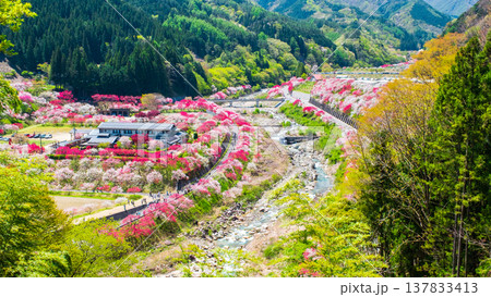 阿智村・花桃の里 137833413