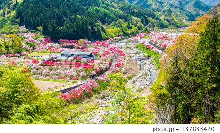 阿智村・花桃の里 137833420