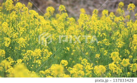 堤防舗装工事 小山川左岸(2022.3.17) 埼玉県深谷市 新明橋の東側 菜の花の黄色が咲き乱れる 137833429