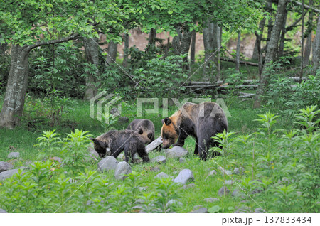 岩を動かしてアリを探すヒグマの親子(北海道・知床) 岩を動かしてアリを探すヒグマの親子(北海道・知床) 137833434