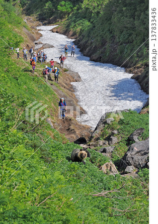 登山ツアーとヒグマの親子（北海道・知床） 137833436