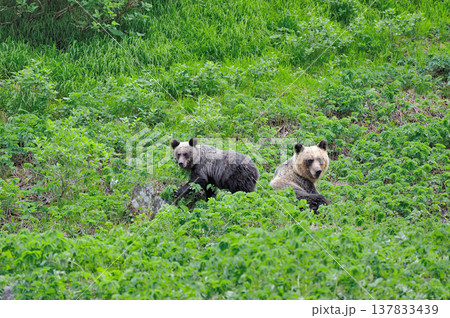 ヒグマの親子（北海道・知床） 137833439
