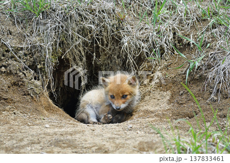 巣穴から出てきたキタキツネの幼獣（北海道・鶴居村） 137833461