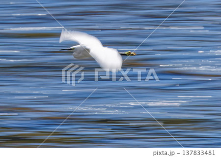 春、水面を飛ぶコサギ、流し撮り 春、水面を飛ぶコサギ、流し撮り 137833481