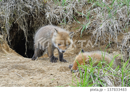 巣穴から出てきたキタキツネの兄弟（北海道・鶴居村） 137833483