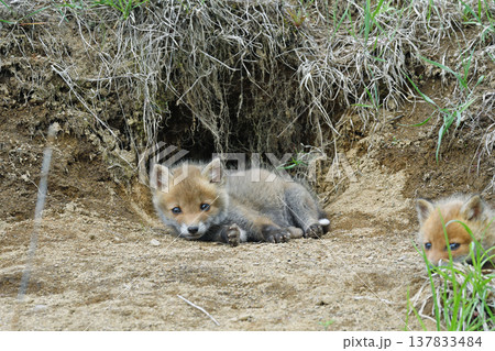 巣穴の前で休むキタキツネの兄弟（北海道・鶴居村） 137833484