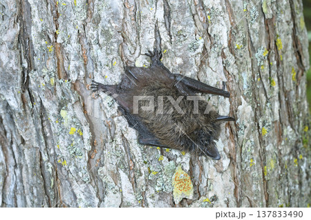 幹で休むホオヒゲコウモリ（北海道・鶴居村） 137833490