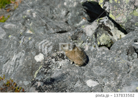 ガレ場に現れたエゾナキウサギ（北海道・鹿追町） 137833502