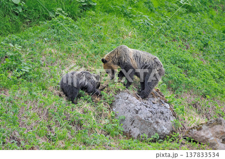 高山植物を食べるヒグマの親子(北海道・知床) 高山植物を食べるヒグマの親子(北海道・知床) 137833534
