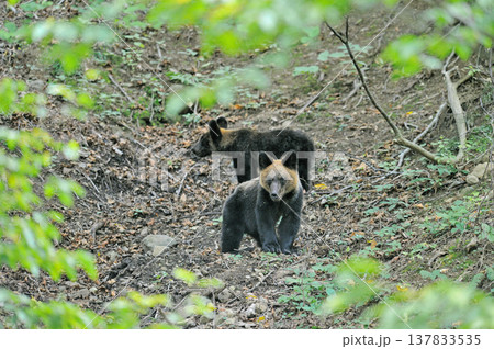 ドングリを食べるヒグマの兄弟（北海道・知床） 137833535
