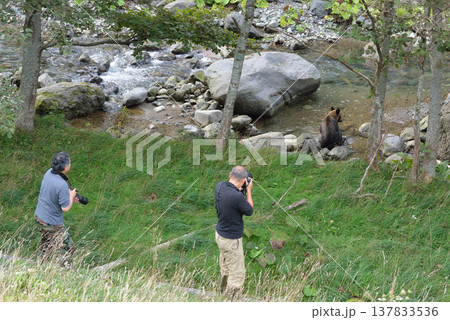 ヒグマに接近するカメラマン(北海道・知床) ヒグマに接近するカメラマン(北海道・知床) 137833536