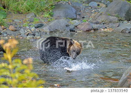 魚を捕らえるヒグマ（北海道・知床） 137833540