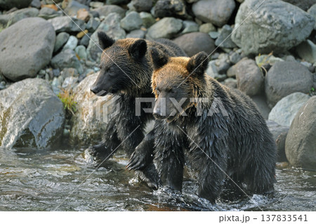 川で魚を探すヒグマの兄弟（北海道・知床） 137833541