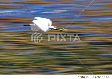 春、河原を飛ぶコサギ、流し撮り 春、河原を飛ぶコサギ、流し撮り 137833548