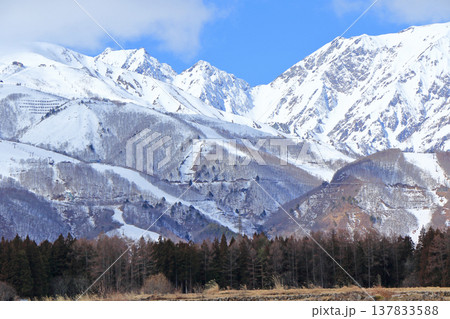 白馬山麓　雪どけの春 137833588