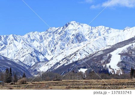白馬山麓　雪どけの春 137833743