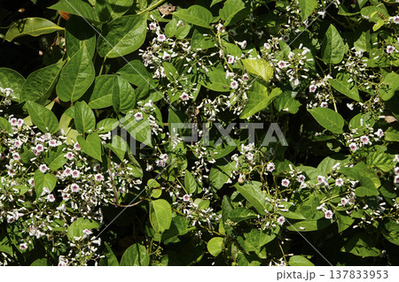 秋9月早乙女花（ヘクソカズラ）の群生 137833953