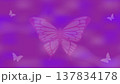 蝶々の紫色の背景イラスト 137834178
