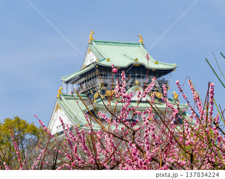 大阪城と梅の花 Osaka Castle with plum blossoms in spring  137834224