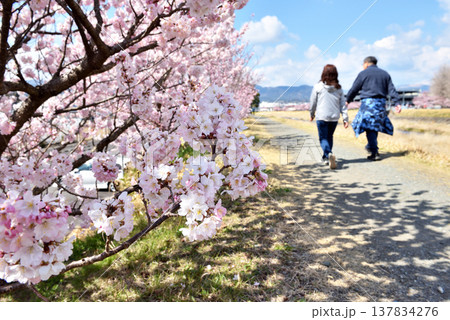 狩川両岸に咲く春めき桜とカップル 狩川両岸に咲く春めき桜とカップル 137834276