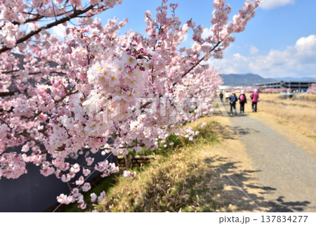 狩川両岸に咲く春めき桜とハイキングする人達 狩川両岸に咲く春めき桜とハイキングする人達 137834277