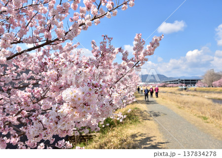 狩川両岸に咲く春めき桜とハイキングする人達 狩川両岸に咲く春めき桜とハイキングする人達 137834278