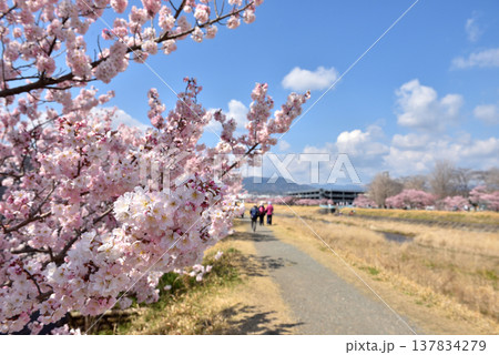 狩川両岸に咲く春めき桜とハイキングする人達 137834279