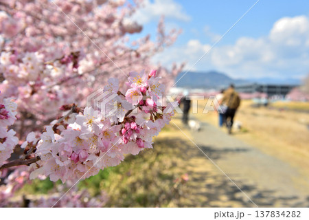 狩川両岸に咲く春めき桜と犬の散歩する人達 137834282