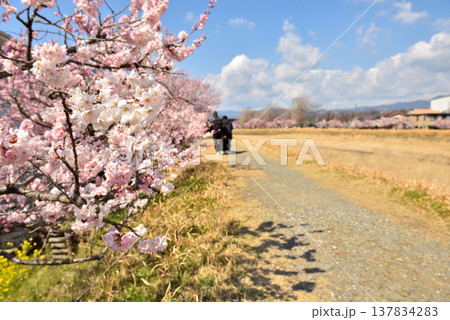 狩川両岸に咲く春めき桜とハイキングする人達 137834283