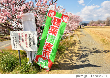 狩川両岸に咲く春めき桜と野菜直売ののぼり 狩川両岸に咲く春めき桜と野菜直売ののぼり 137834284